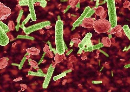 科普|致瀉大腸埃希氏菌是什么? 科普|致瀉大腸埃希氏菌是什么?