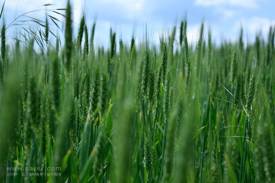 精準(zhǔn)農(nóng)業(yè)與智慧農(nóng)業(yè) 精準(zhǔn)農(nóng)業(yè)與智慧農(nóng)業(yè)